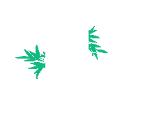 Bamboo India